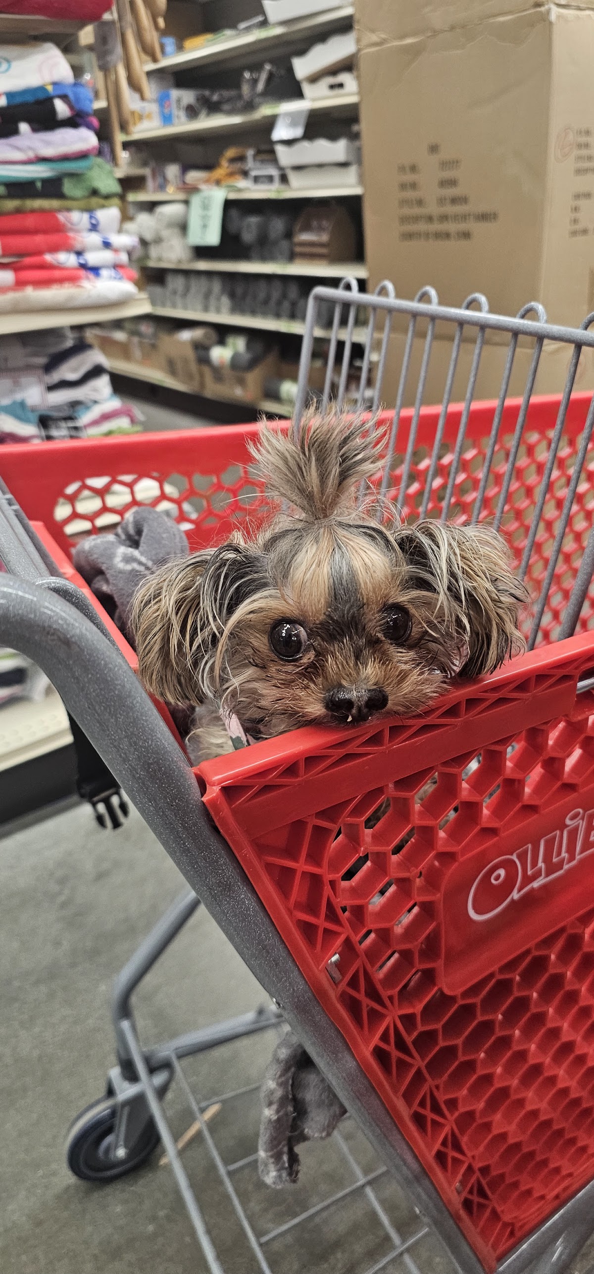 Ollie's Bargain Outlet